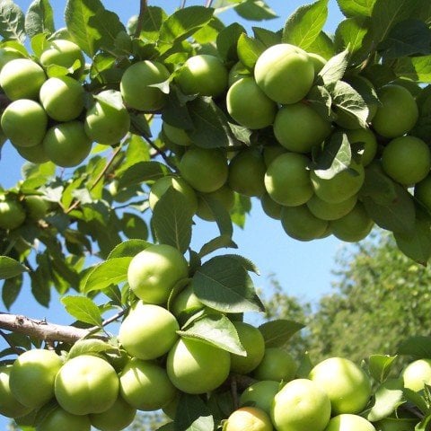 Tüplü Çok Yaşlı Meyve Verme Yaşında Yarı Bodur Can Erik Fidanı(150-200 cm)