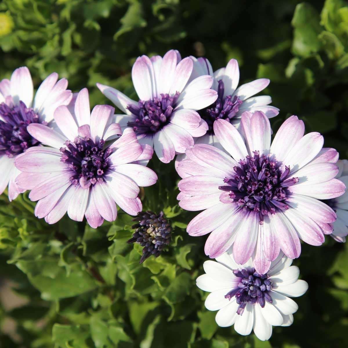 Çok Yıllık Erato Double White Blush Bodrum Papatyası Çiçeği Fidesi (3 adet)