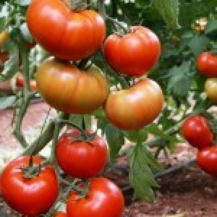 Yüksek Verimli Kokulu Aşılı Tybeef Köy Domatesi Fidesi (4 adet)