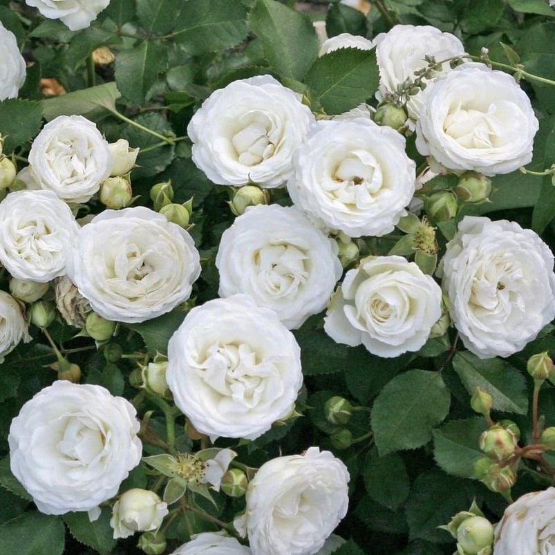 Tüplü  Yer Örütücü Soğuklara Dayanıklı Schneeküsschen Mannheim Yediveren Gül Fidanı