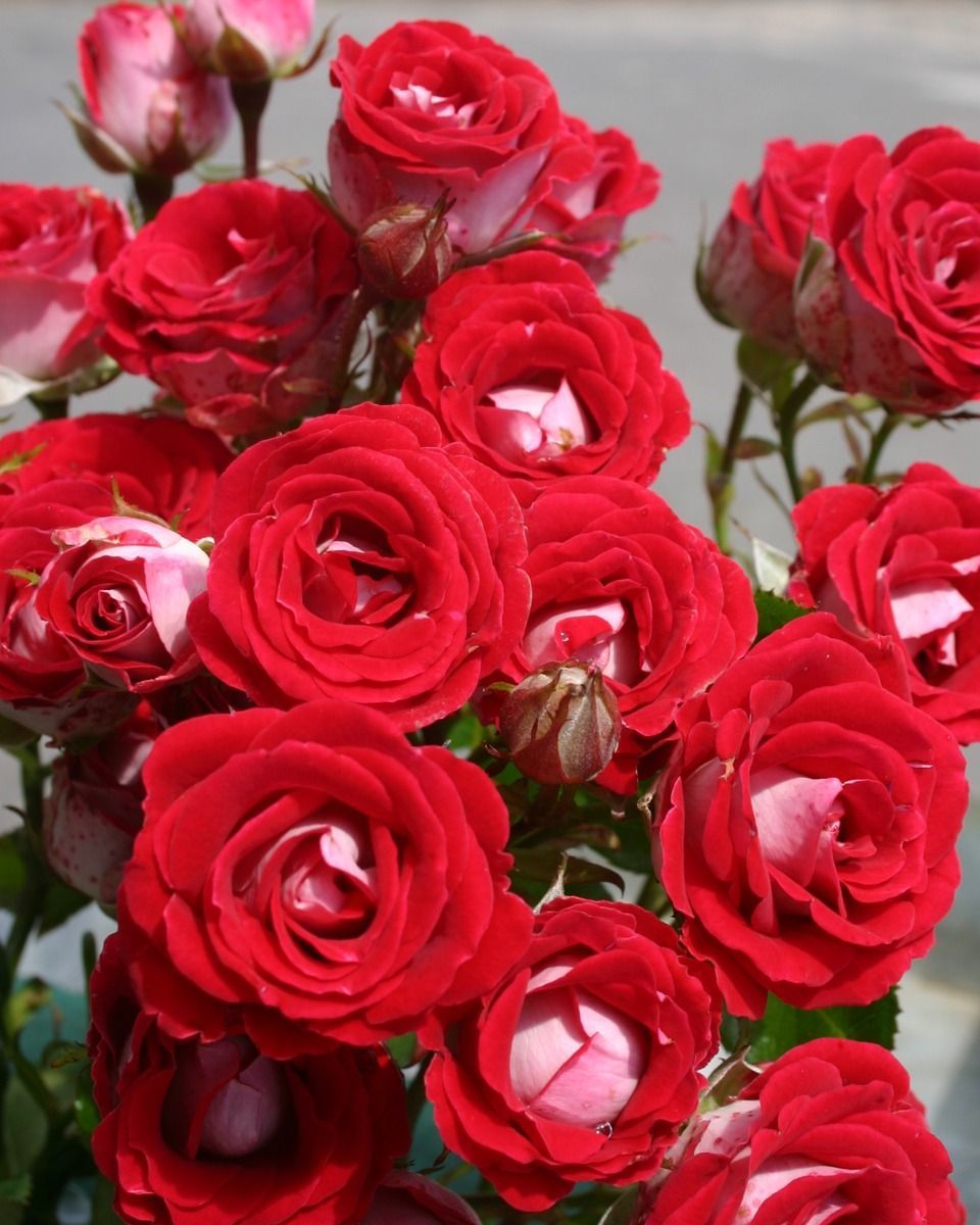 Tüplü Nadir  Kokulu Rose Schöne Koblenzerin Yediveren Gül Fidanı