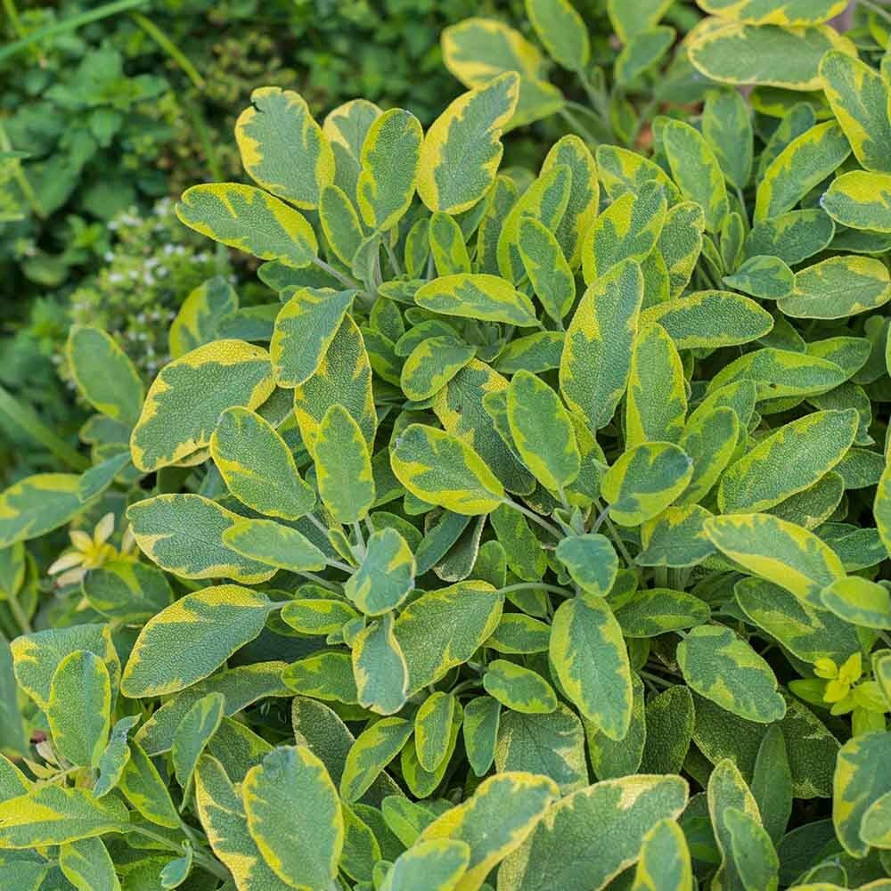 Mandala Gold  Adaçayı Fidesi (2 adet )