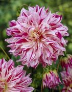 İri Çiçekli Bristol Stripe Dahlia Yıldız Çiçeği Soğanı Yumrusu (1 adet)