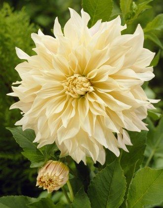 Dev Çiçekli Cafe Au Lait Dahlia Yıldız Çiçeği Soğanı Yumrusu (1 adet)