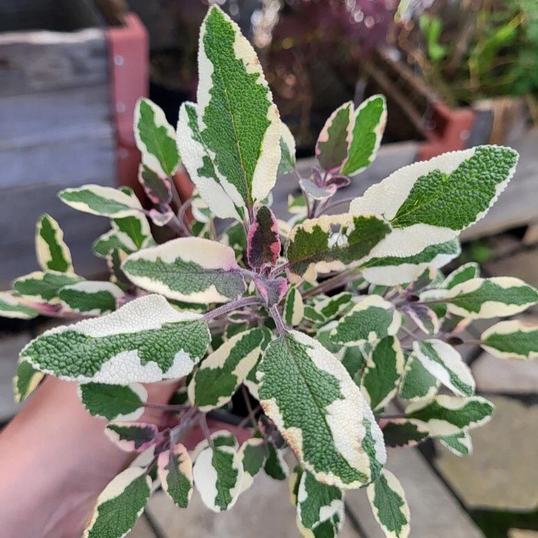 Mandala Tricolor Adaçayı Fidesi (2 adet )