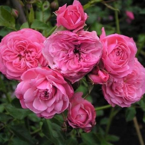 Cazip Fiyata Tüplü Katmerli Kordes Rosen Tina Yediveren Soğuklara