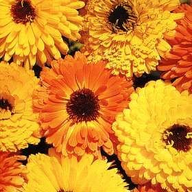 Royal Yellow  Aynı Safa Çiçeği Tohumu(40 tohum)