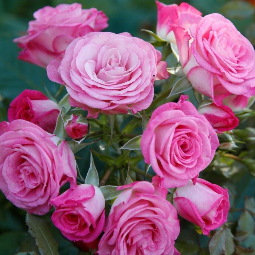 Cazip Fiyata Tüplü Katmerli Kokulu Kordes Rosen Xenia Yediveren