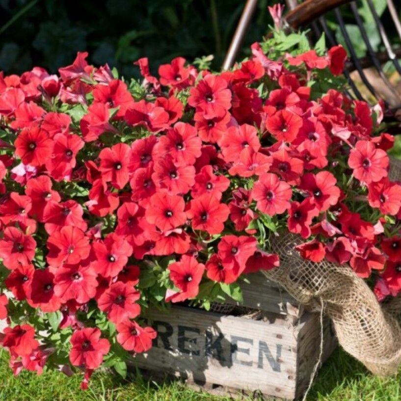 İri Çiçekli Sarkıcı Sarkan Fortado Dark Red  Petunya Çiçeği Fidesi (1 Adet Fide)