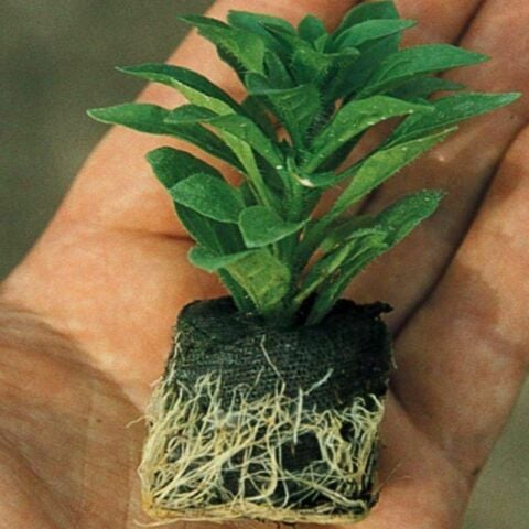 İri Çiçekli Sarkıcı Sarkan Fortado Dark Red  Petunya Çiçeği Fidesi (1 Adet Fide)