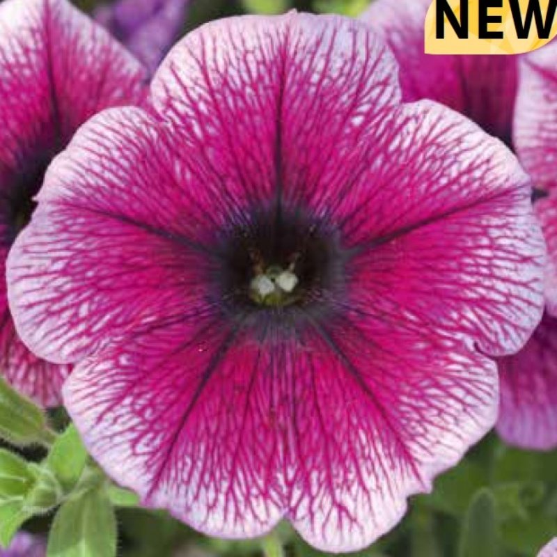 Pegasus Patio Rasberry Vein Sarkıcı Saksılık Petunya Fidesi (104 adet)