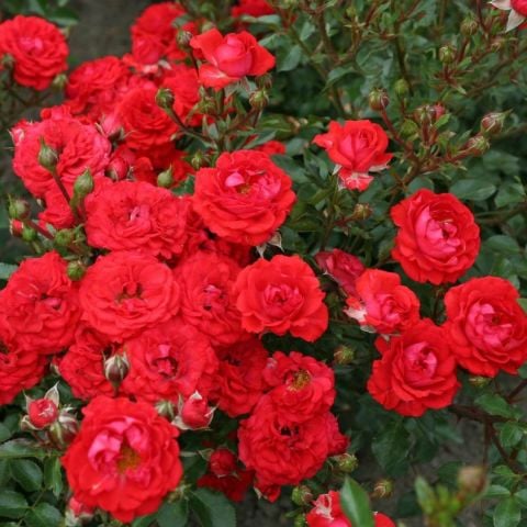 Tüplü Yer Örtücü Soğukklara Dayanıklı  Zwergenfee Yediveren Gül Fidanı