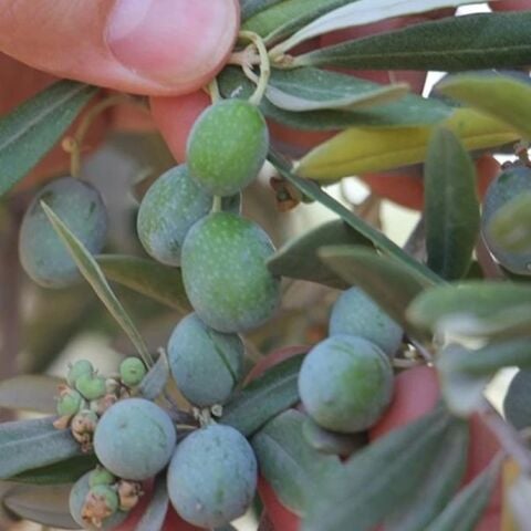 Yüksek Polifenollü Susuzluğa Dayanıklı Sofralık Kilis Yağlık Zeytin Fidanı (10-20 CM)