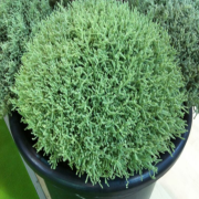 Aromatik Şifalı Lavantin (Santolina chamaecyparissus) Fidesi( 5 fide)