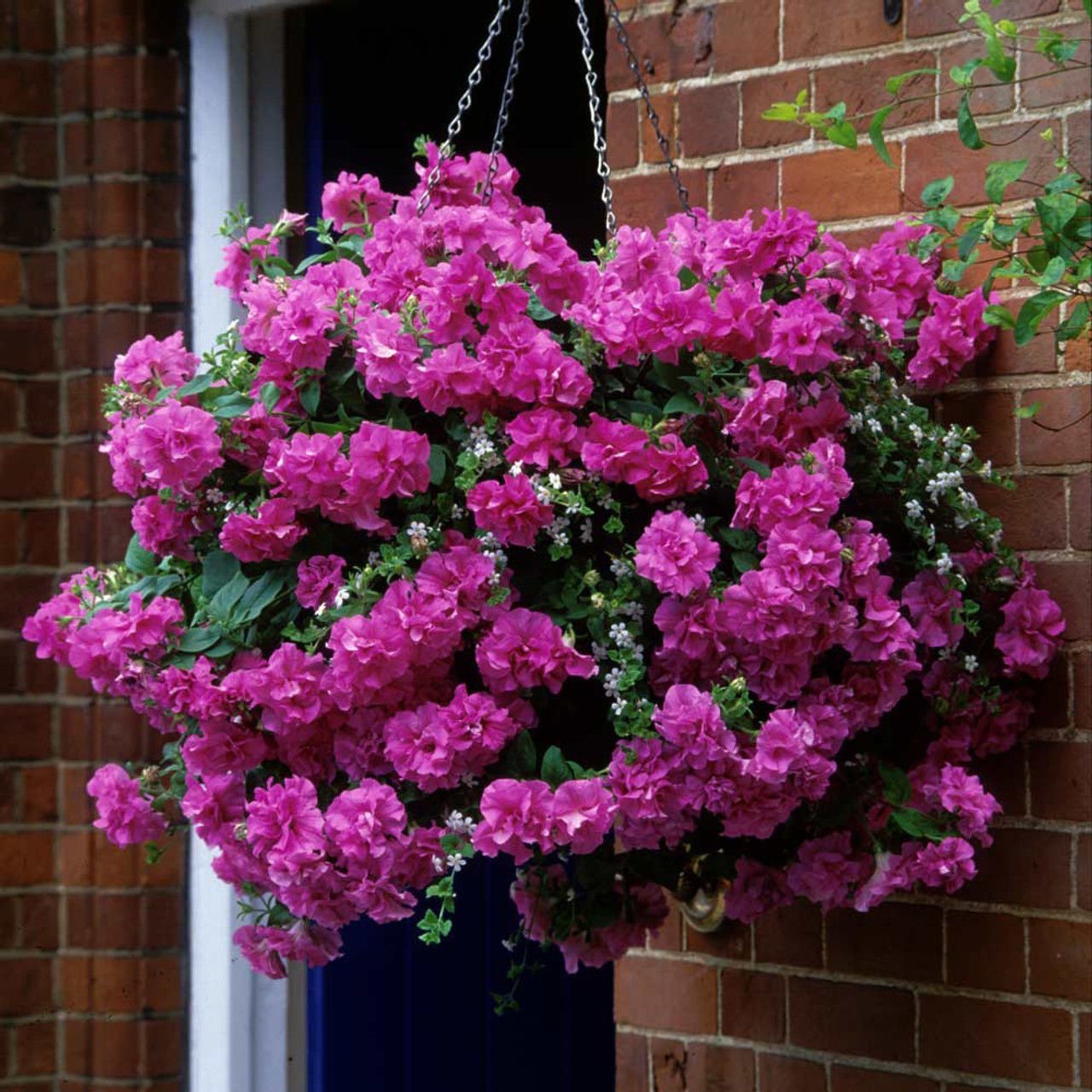 Tumbelina Candyfloss Kokulu Katmerli Sarkıcı Superstar Petunya Çiçeği Fidesi (1 Adet)