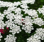 Büyük Diş Otu(Yalancı Diş Otu)Ammi Majus Çiçeği Tohumu(20 tohum)