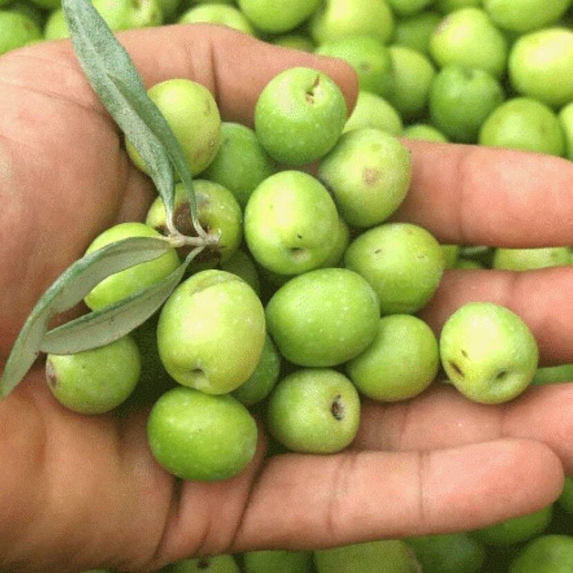Yüksek Aromalı Susuzluğa Dayanıklı Sofralık Yağlık Hatay Halhalı Zeytin Fidanı (10-20 CM)