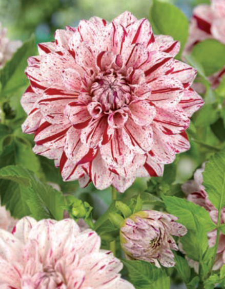 Fernridge Painted Lady Dahlia ÇiçeğiYumrusu (1 adet)
