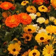 Karışık Renkli Aynı Safa Calendula Çiçeği Tohumu(50 tohum)