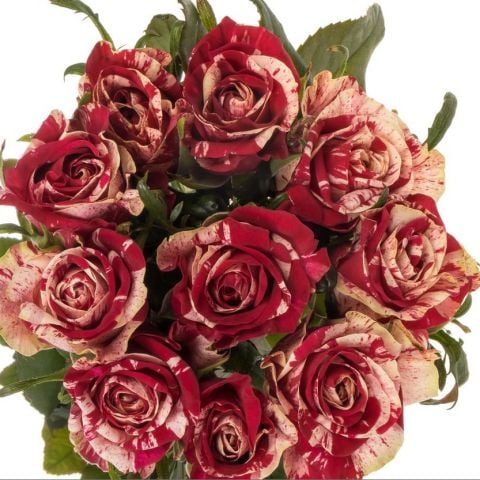 Tüplü  Yediveren Çift Renkli Bordo Harlequin Yediveren Soğuklara Dayanıklı Gül Fidanı