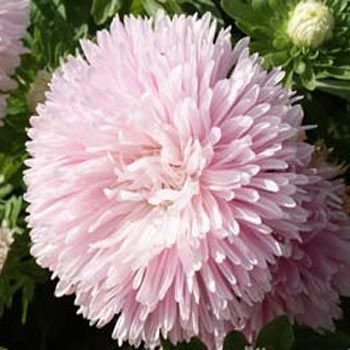 Gremlin Light Rose Aster Çiçeği Tohumu(30 tohum)