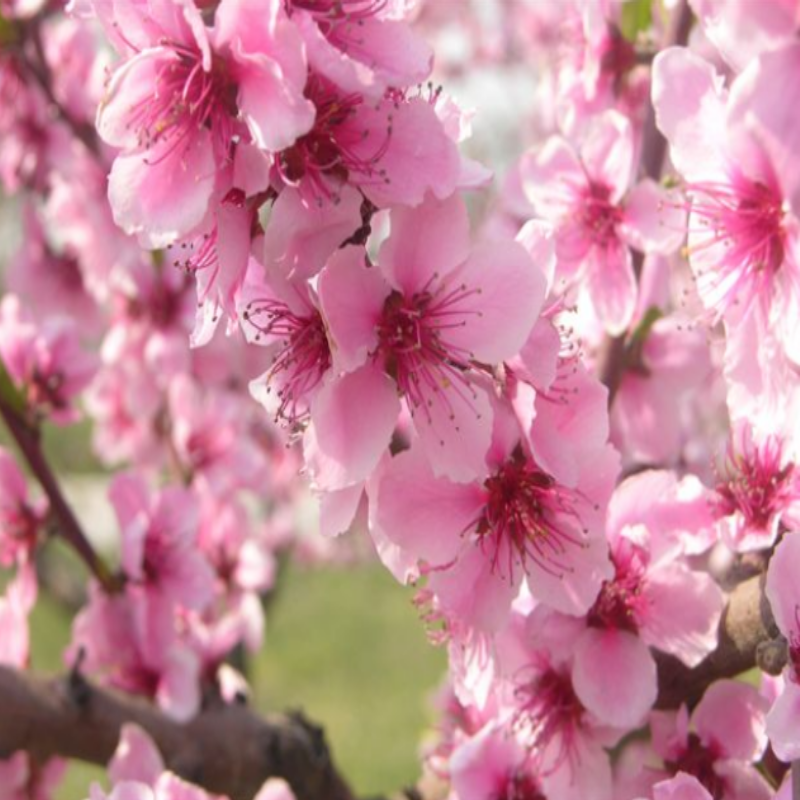 Prunus Persica Şeftali Badem Anacı Çöğürü