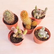 5 Li Kaktüs Seti