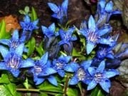 Mavi Rüya Gentiana Çiçeği Tohumu(50 tohum)