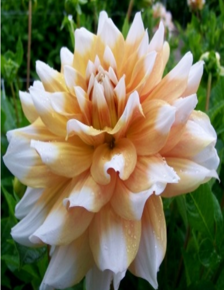 Summer Fling Dahlia Yumrusu Soğanı (1 adet)