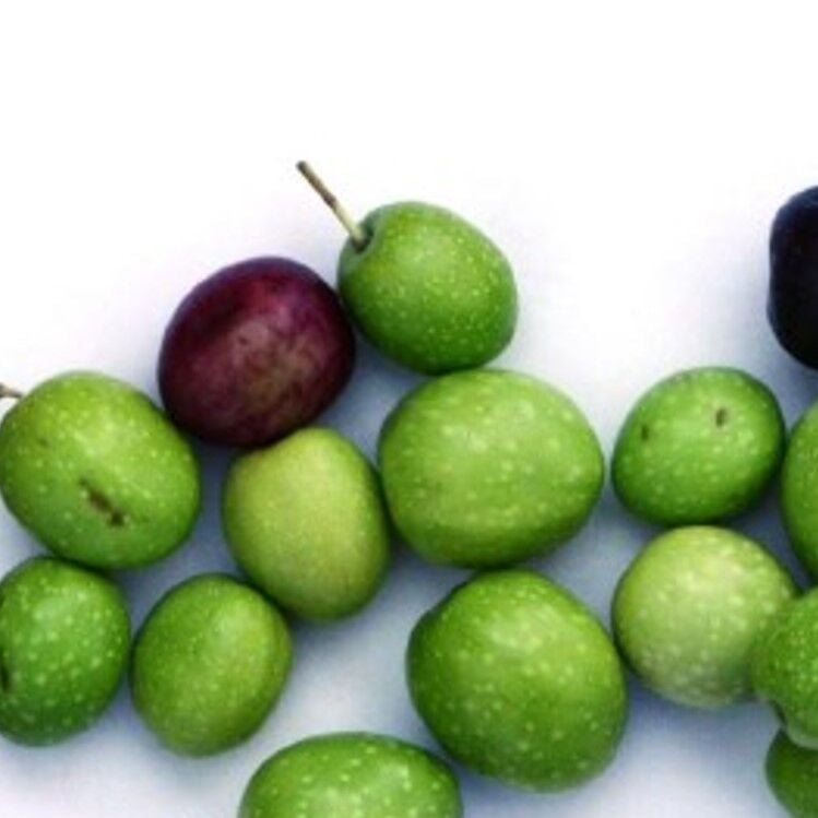 Yüksek Polifenollü Sofralık Yağlık Antalya Tavşan Yüreği Zeytin Fidanı(10-20 cm)