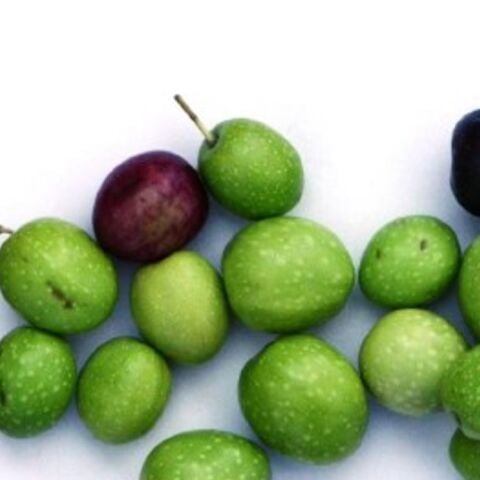 Yüksek Polifenollü Sofralık Yağlık Antalya Tavşan Yüreği Zeytin Fidanı(10-20 cm)