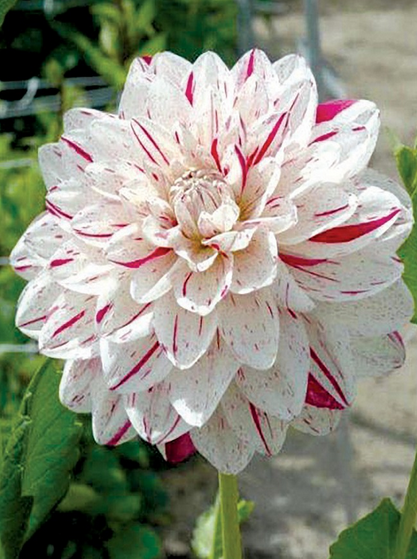 Bright Diamond Dahlia Yumrusu (1 adet)