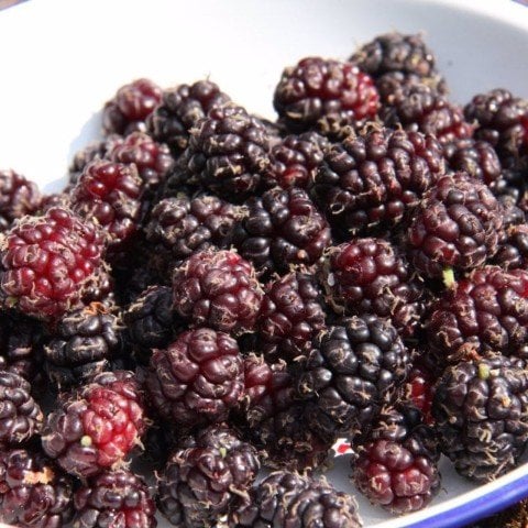 Tüplü Ekşi Kara Dut Fidanı (20-40 cm)