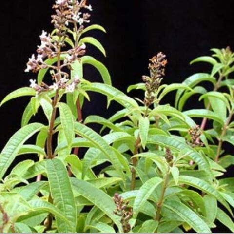 Nadir Bitki Saksılık Yoğun Kokulu Aloysia Triphylla Limon Otu Çiçeği Fidanı