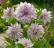 Mom's Special Dahlia Yumrusu (1 adet)