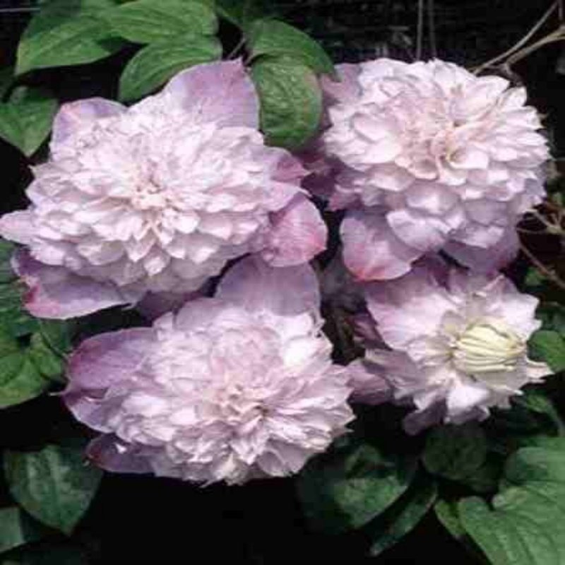 Katmerli Veronicas Choice Clematis Çiçeği Fidanı