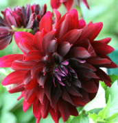 Rip City Dahlia Yumrusu Soğanı (1 adet)
