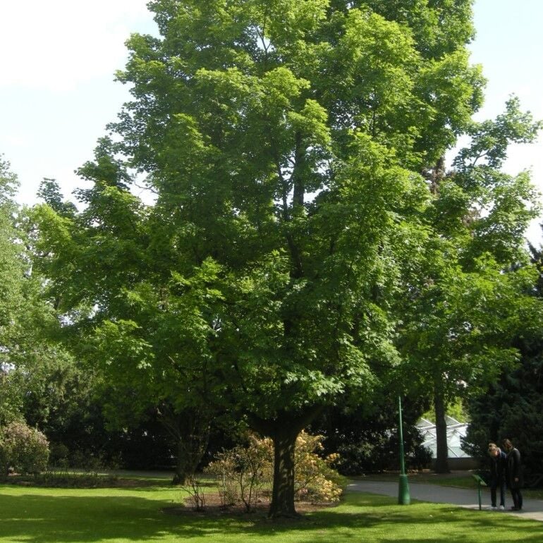 Tüplü Soğuklara Dayanıklı Acer Saccharum Şeker Akçaağaç Fidanı