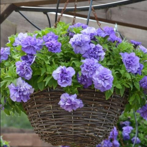 Tumbelina  Sophia Kokulu Katmerli Sarkıcı Superstar Petunya Çiçeği Fidesi (1 Adet)