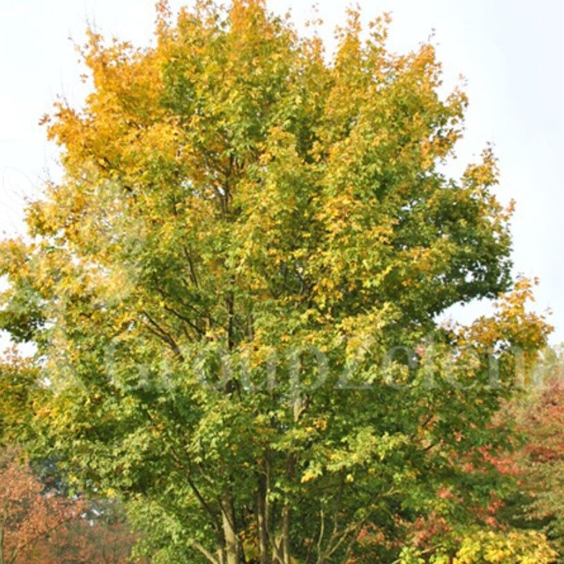 Tüplü Soğuklara Dayanıklı Acer Saccharum Şeker Campestre Fidanı