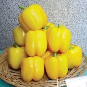 Tatlı Golden Cal Wonder Sarı Dolmalık Biber Fidesi (5 adet)