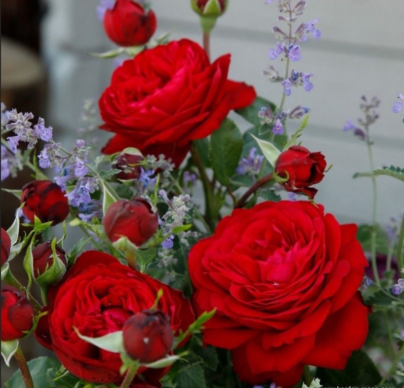 Tüplü  Katmerli Soğuklara Dayanıklı Yediveren Çok Goncalı Tiamo Gül Fidanı