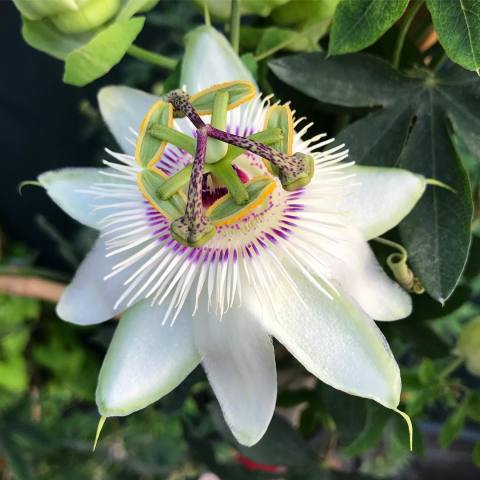 Dona Dayanıklı Passiflora White Mirror Çarkıfelek Fidanı