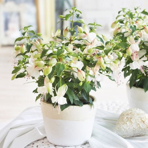 Fuchsita Polar Saksılık Beyaz Küpeli Çiçeği Fidesi (1 Adet fide)