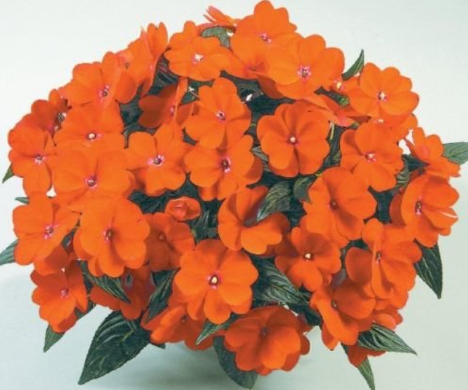 Harmony Orange Blaze Cam Güzeli Çiçeği Fidesi (3 adet)