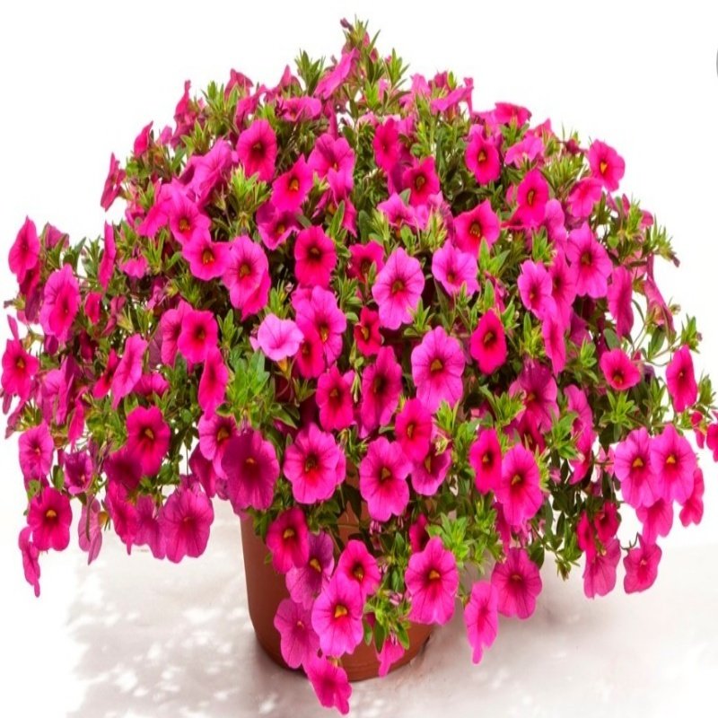 Calibrocha Cultivars Calipetite Rose Çiçeği Saksıda