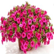 Calibrocha Cultivars Calipetite Rose Çiçeği Saksıda