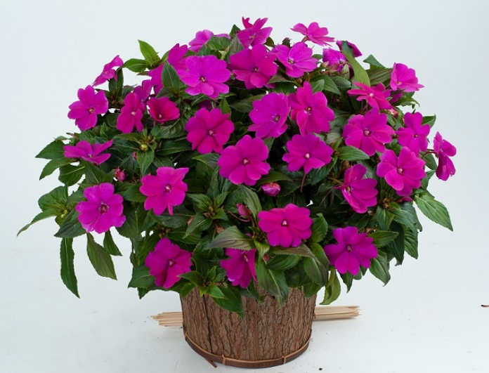 Harmony Violet Cam Güzeli Çiçeği Fidesi (3 adet)