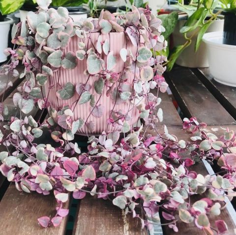 Sarılıcı Tırmanıcı Ceropegia Woodii Kalp Kalbe Karşı Sukulent Yumrusu (100 adet)