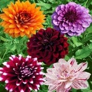 Dahlia Çİçeği Saksıda 4 Adet Karışık Renk (14 Lüks Saksıda)